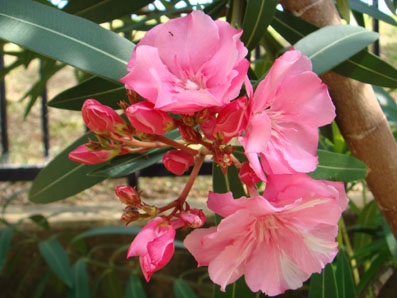 img100930_3.jpg