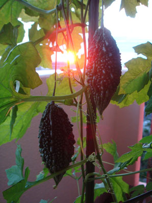 img101013_2.jpg
