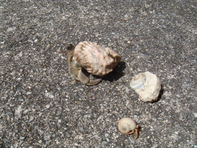 img0903_1.jpg