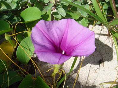 img0903_3.jpg