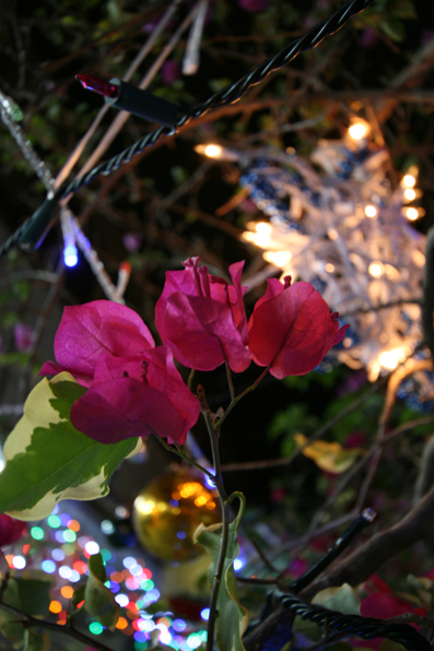 img091204_3.jpg