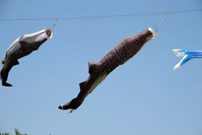 img100505_9.jpg