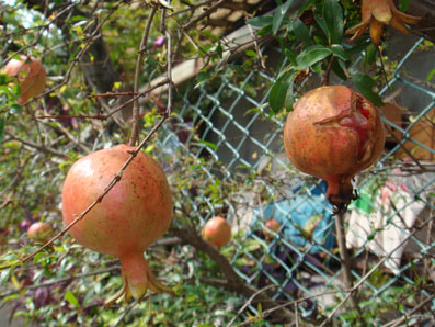img101018_1.jpg