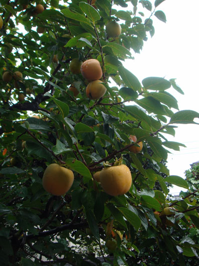 img101020.jpg